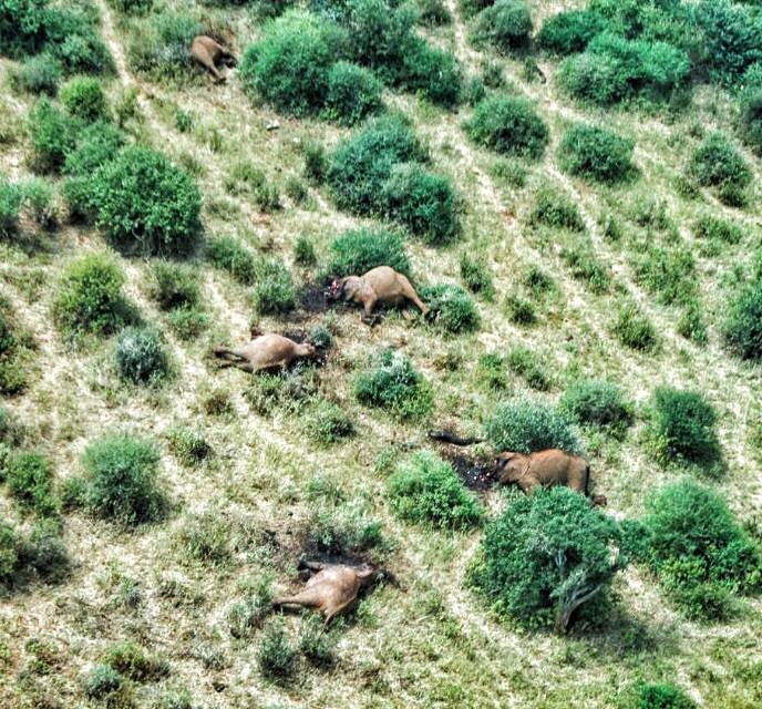 7月28日早上巡邏隊在肯尼亞 Tsavo West 國家公園發現了5具大象屍體